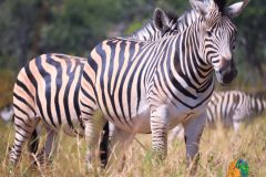 Zimbabwe-wildlife-zebra