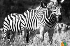 Zimbabwe-wildlife-zebra