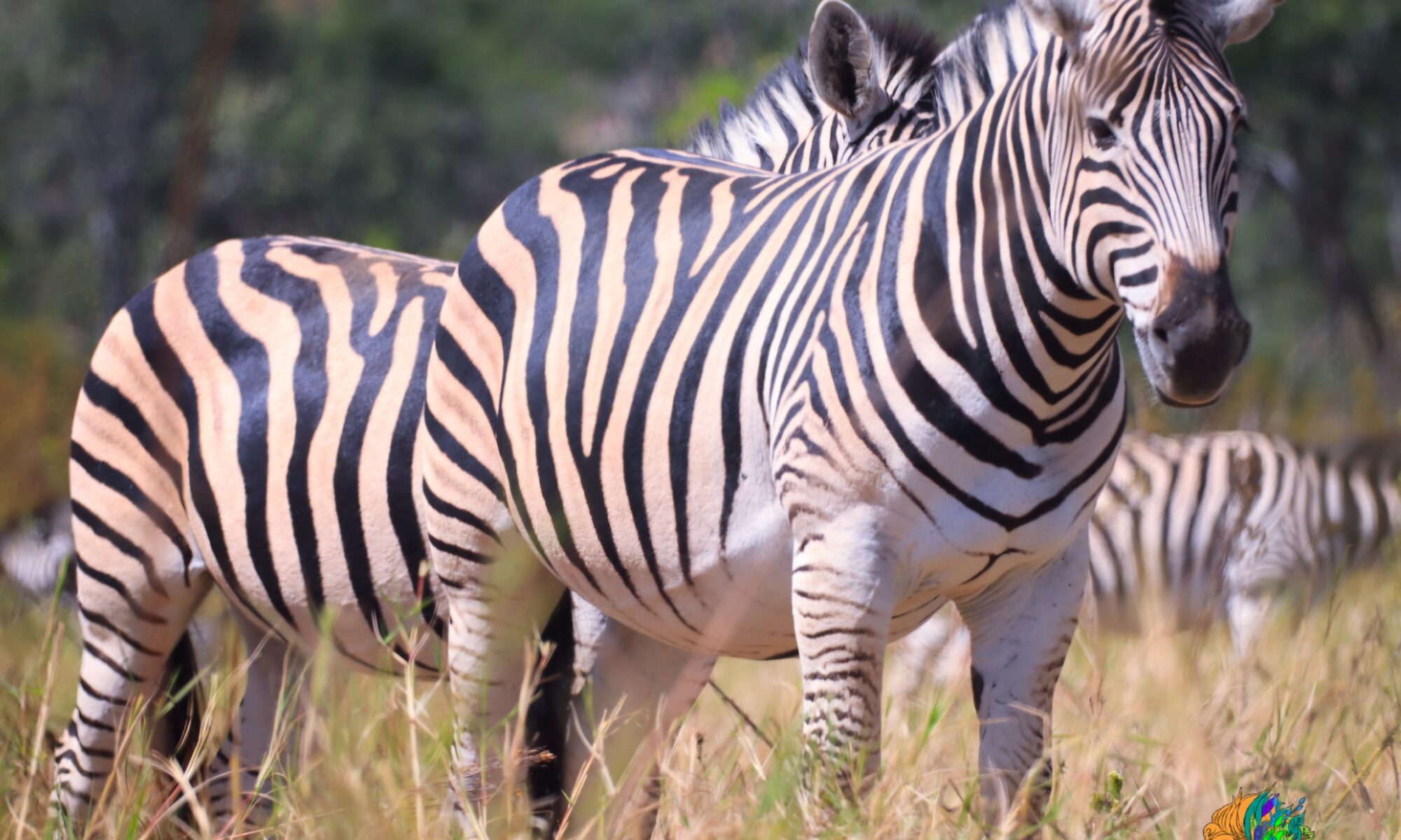 Zebra Makumbiri